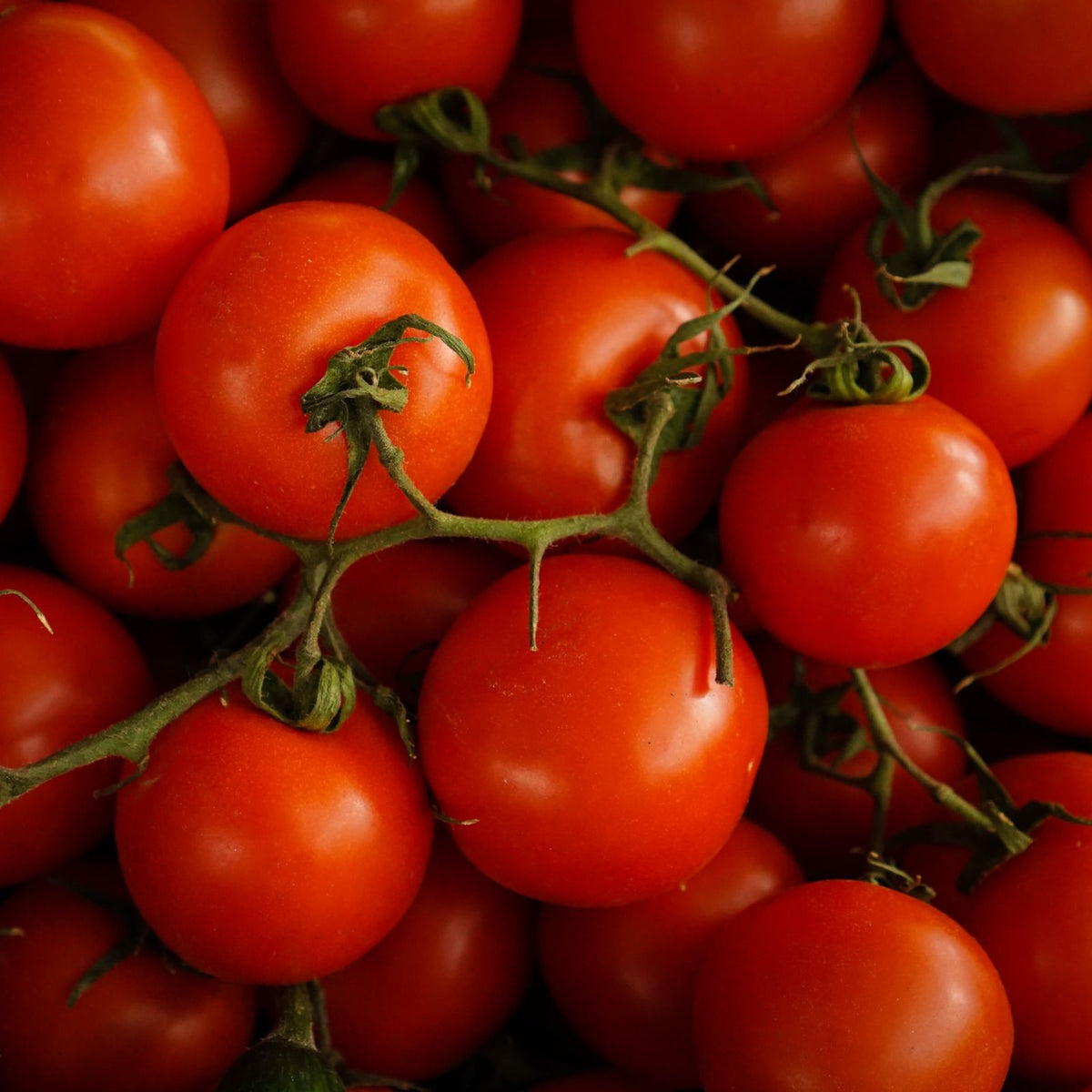 🥰✨Tidy Treats Tomato Seeds