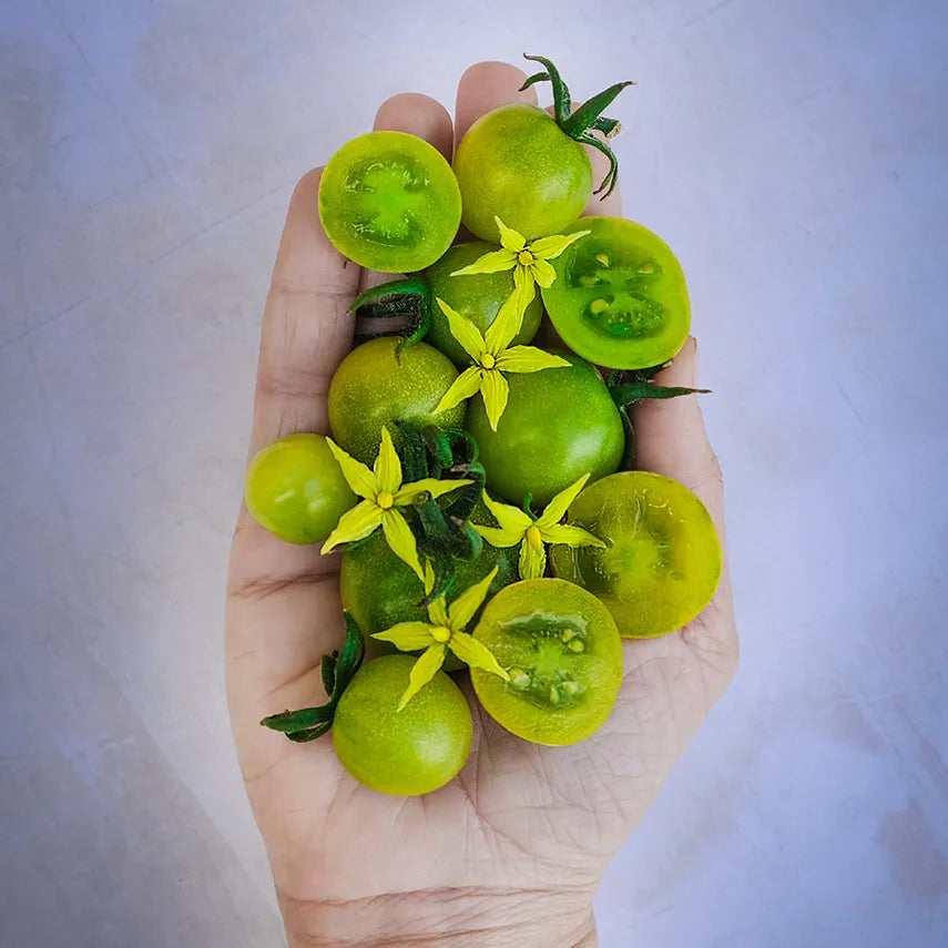 Green Doctors Tomato Seeds