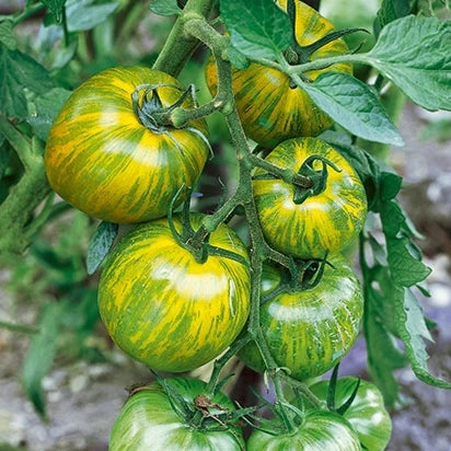 💚🍅Green Zebra Tomato Seeds