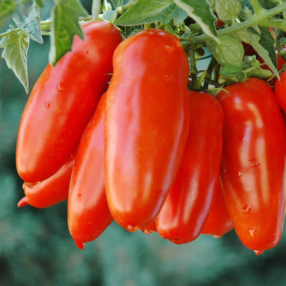 🍅💥San Marzano Tomato Seeds - A reference of Italian dishes