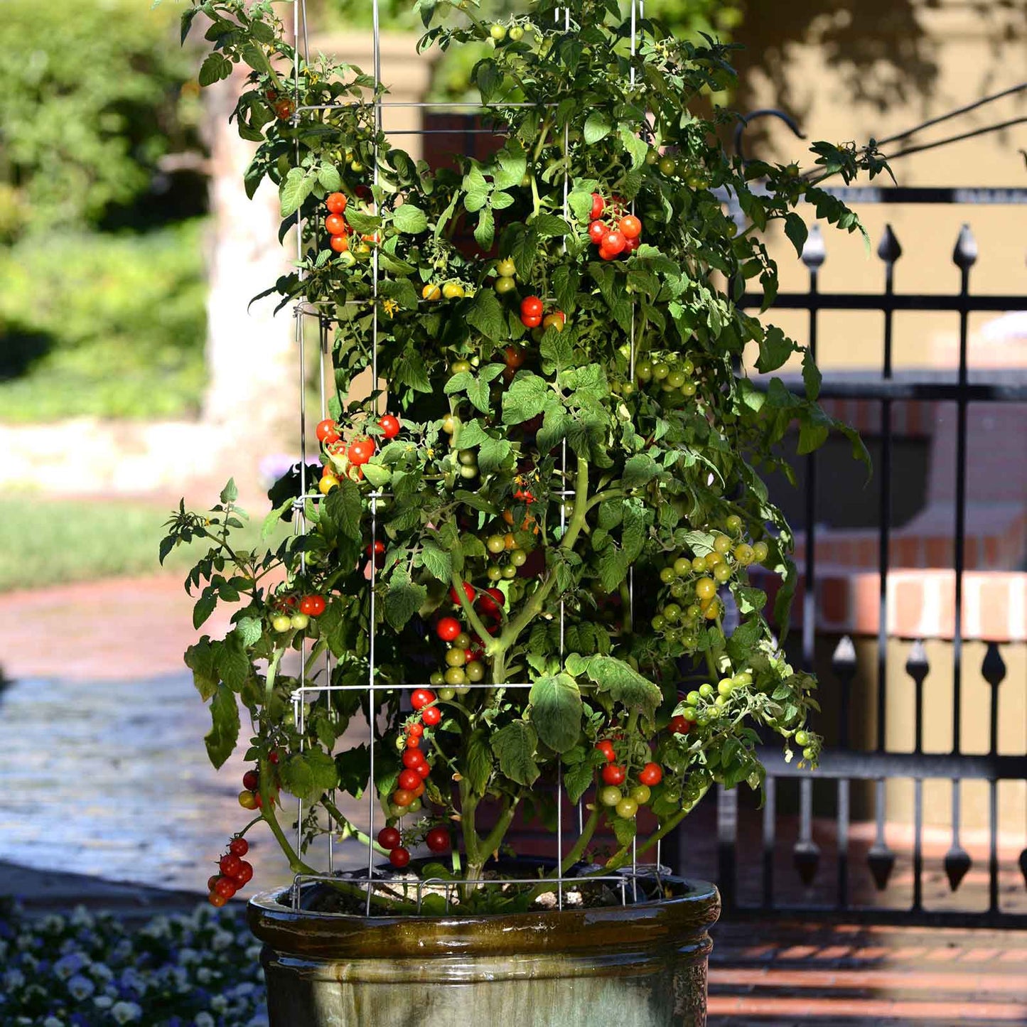 🥰✨Tidy Treats Tomato Seeds