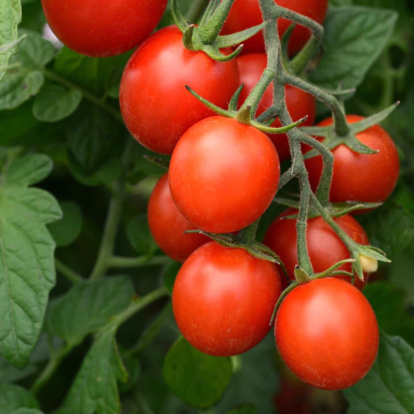 🥰✨Tidy Treats Tomato Seeds