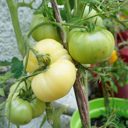 🔥🔥Rare White Beauty Tomato Seeds