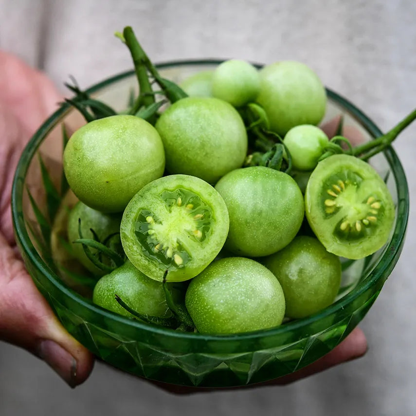 Green Doctors Tomato Seeds