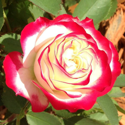 💥54% OFF🍒🌹Cherry Parfait Rose Seeds