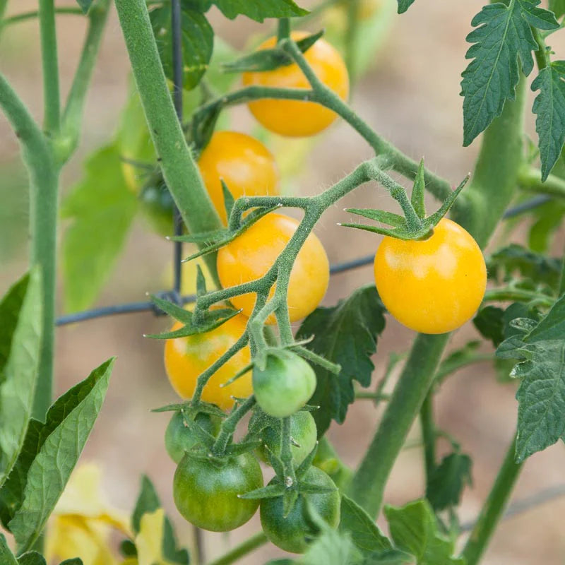 White Cherry Organic Tomato Seeds